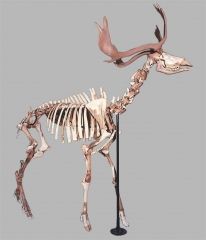 絶滅巨大ジカだった、忠類で発掘の歯化石 | 十勝毎日新聞電子版