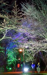 音更 夜桜ライトアップ始まる 鈴蘭公園 | 十勝毎日新聞電子版－Tokachi