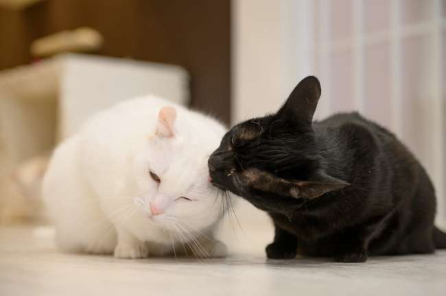 猫翼　CAT WING 翼をつけた猫 羽をついた猫 | Premium AI生成画像