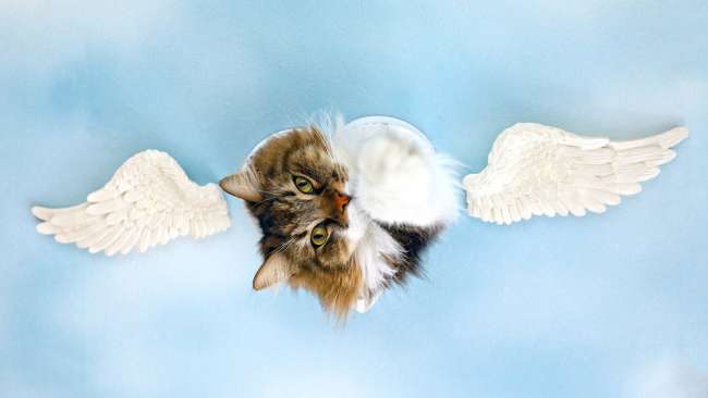 猫翼　CAT WING きままなキミと、今年も（5）「十勝ねこカフェめぐり～Cat