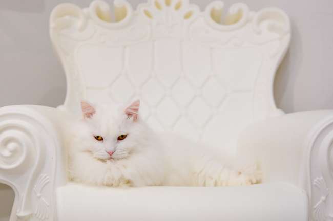 猫翼　CAT WING きままなキミと、今年も（5）「十勝ねこカフェめぐり～Cat