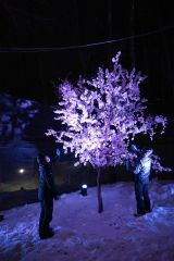 真冬に咲いた“桜” 彩凛華ライトアップ 28日開幕 | 十勝毎日新聞電子