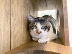 会えれば幸運訪れる？！音更に希少な「雄」の三毛猫 ニャン（2月
