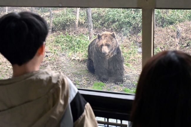 ヒグマのっそり、じっくりと観察 新得ベア・マウンテン | 十勝毎日新聞