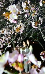 夜桜ライトアップで幻想的に 音更 | 十勝毎日新聞電子版－Tokachi