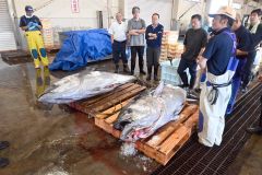 本マグロ今年も水揚げ 200キロが2本 広尾漁協 | 十勝毎日新聞電子