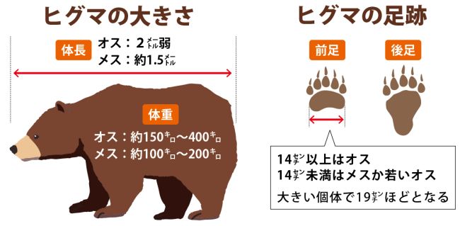 ヒグマと人間の新たな関係図～十勝182件の目撃データが示す新たな