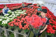 花言葉は「聖夜」 ポインセチアの出荷最盛期 青木園芸～師走スケッチ